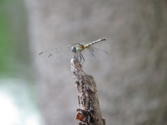 Micrathyria longifasciata
