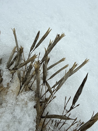 Dianthus squarrosus, photograph 6