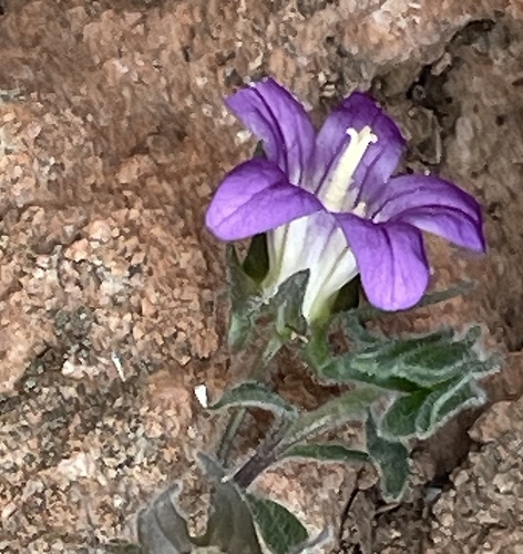 Campanula numidica (Campanula numidica)