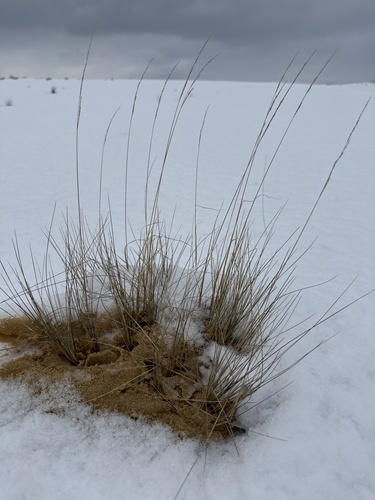Festuca beckeri, 2026-01-05