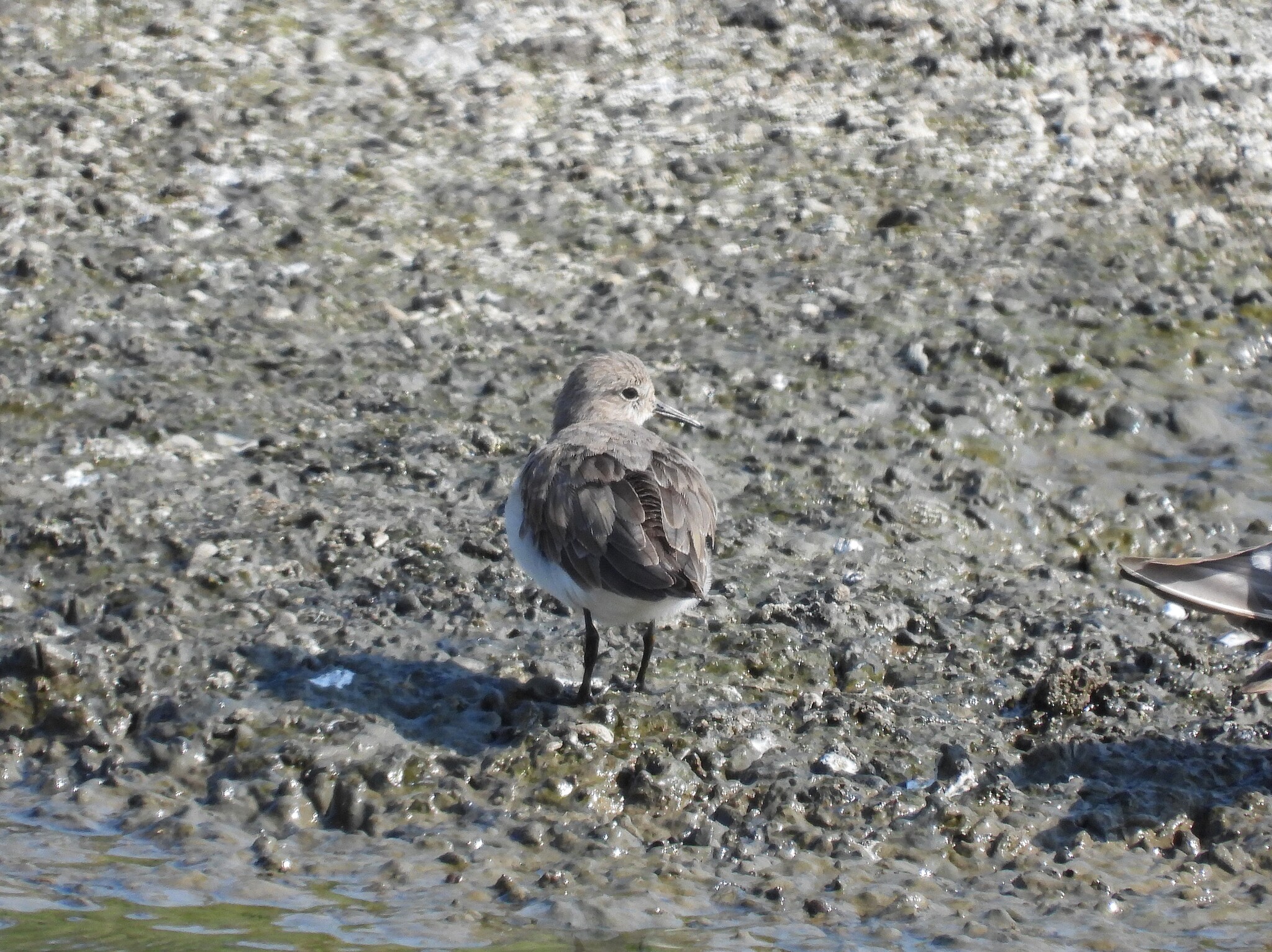 Temminck's Stint (Calidris temminckii), photo 6