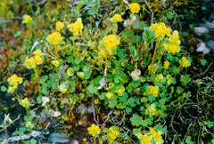 Chrysosplenium serreanum