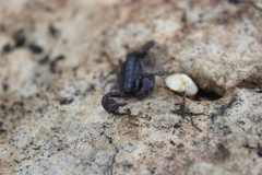 Euscorpius concinnus