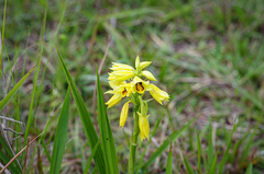 Orthochilus rutenbergianus