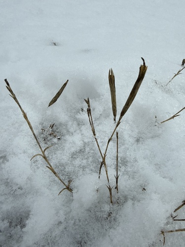 Dianthus squarrosus, photograph 3