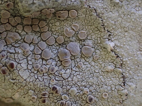 Lecanora farinacea