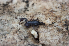 Euscorpius concinnus