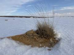 Becker's Fescue (Festuca beckeri)