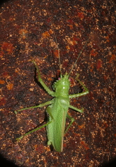 Panacanthus cuspidatus