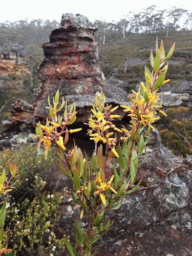 Persoonia myrtilloides observed 2026-01-01