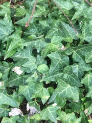 Hedera helix