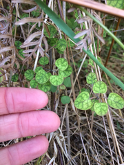 Coprosma tenuicaulis