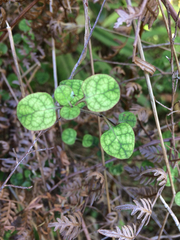 Coprosma tenuicaulis