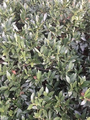 Magnoliopsida