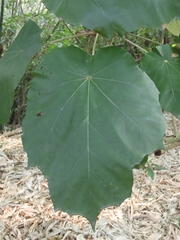 Pterospermum acerifolium