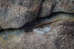 Trachylepis aureopunctata