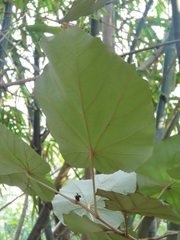 Pterospermum acerifolium