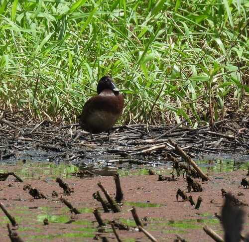 Hardhead (Aythya australis), photo 4