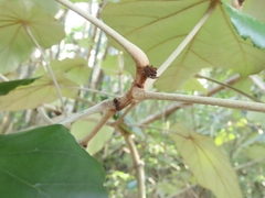 Pterospermum acerifolium