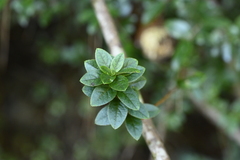 Rhododendron noriakianum