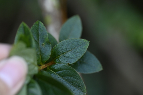 Rhododendron noriakianum, photograph 1