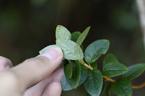 Rhododendron noriakianum, photograph 2