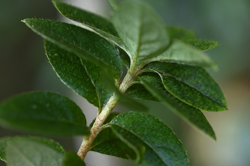 Rhododendron noriakianum, photograph 3