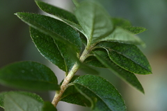 Rhododendron noriakianum, photograph (c) 曾昱承 Yu-Cheng Zeng, some rights reserved (CC BY)