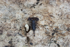 Euscorpius concinnus