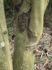 Pterospermum acerifolium