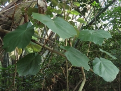Pterospermum acerifolium