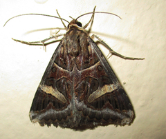 Cerocala vermiculosa