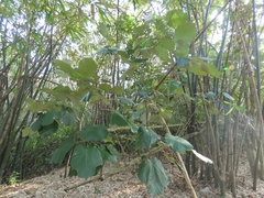 Pterospermum acerifolium