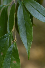 Sycopsis sinensis, photograph (c) 曾昱承 Yu-Cheng Zeng, some rights reserved (CC BY)