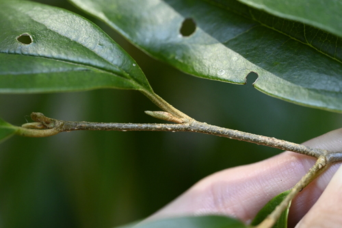 Sycopsis sinensis, photograph 2