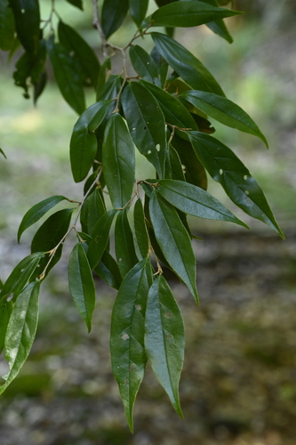 Sycopsis sinensis, photograph 3