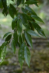 Sycopsis sinensis, photograph (c) 曾昱承 Yu-Cheng Zeng, some rights reserved (CC BY)