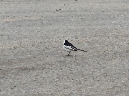 White Wagtail