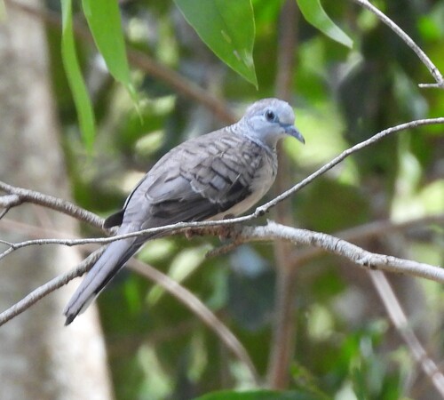 Peaceful Dove (Geopelia placida), photo 5
