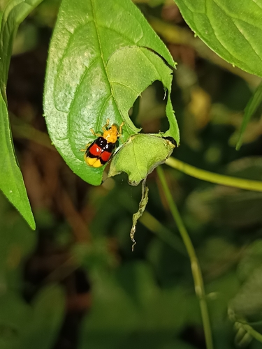 Diacantha duplicata