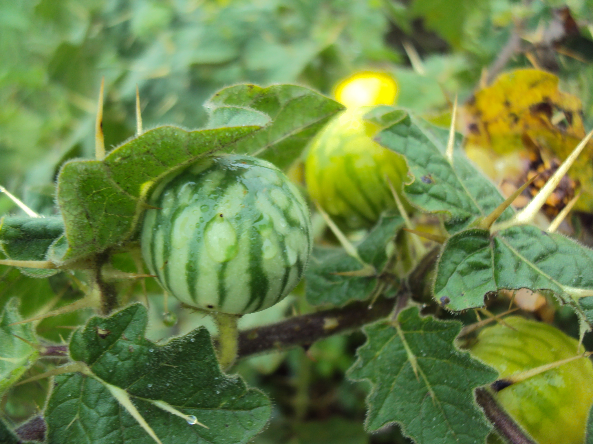 Joá-bravo (Solanum sisymbriifolium) - PictureThis