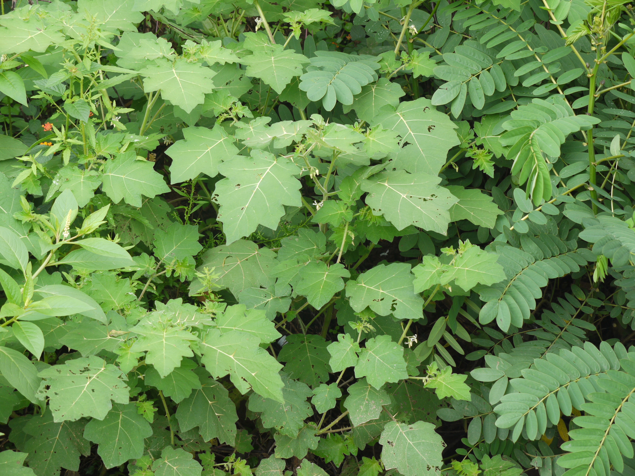 Joá-bravo (Solanum sisymbriifolium) - PictureThis