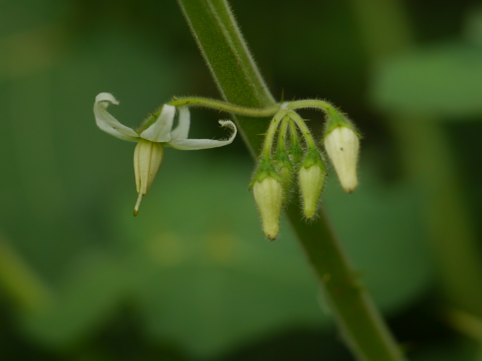 Joá-bravo (Solanum sisymbriifolium) - PictureThis