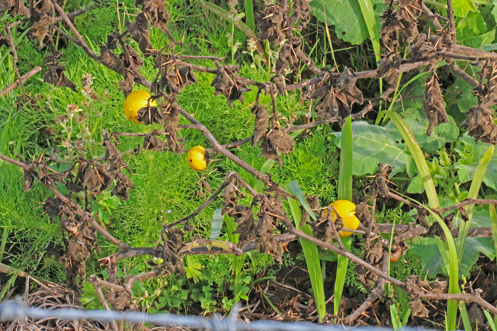 Joá-bravo (Solanum sisymbriifolium) - PictureThis