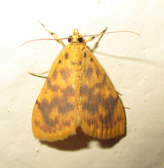 Pyrausta olesialis