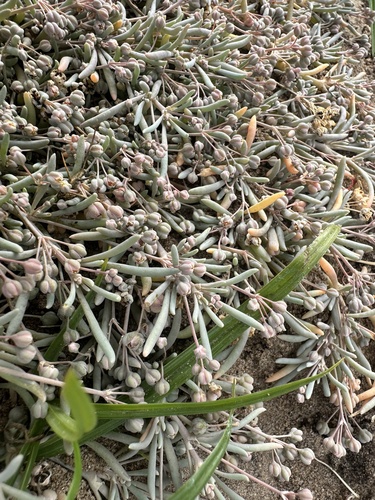 Kewa arenicola (Kewa arenicola)