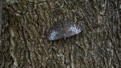 Hamadryas amphichloe