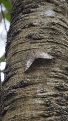 Hamadryas amphichloe