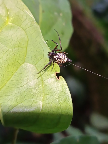 Blackspot Vlei Spider