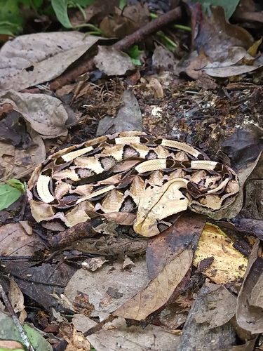 Gaboon Viper